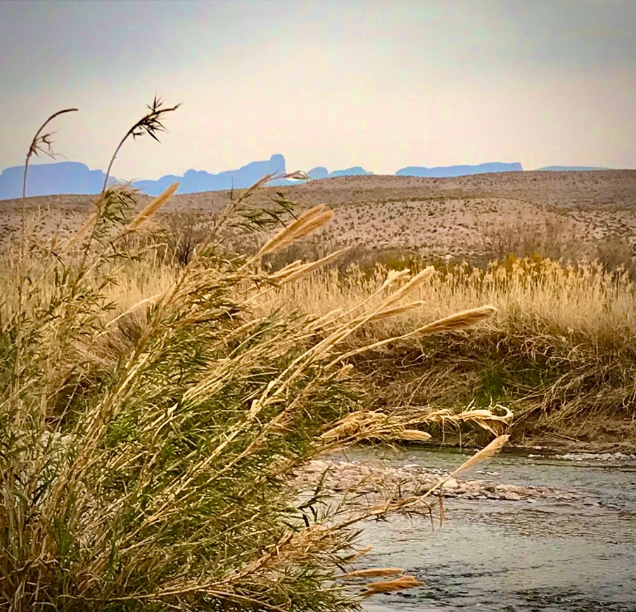 Rio Grande river grasses with Chisos Mountains in the distance