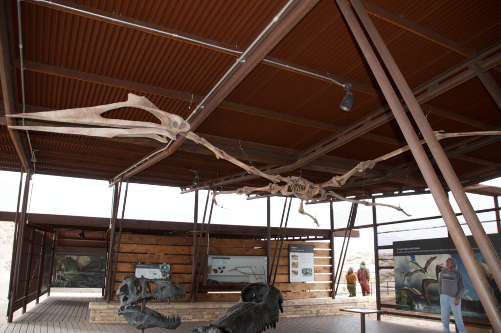 full-scale reconstruction of Quetzalcoatlus, the largest known flying animal, hangs from the ceiling at the Fossil Discovery Exhibit near Big Bend National Park
