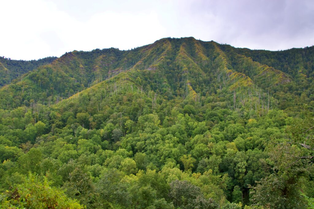A green mountain ridgeline with the twin peaks of Chimney Tops, showing scattered dead trees from past wildfire damage, under an overcast sky