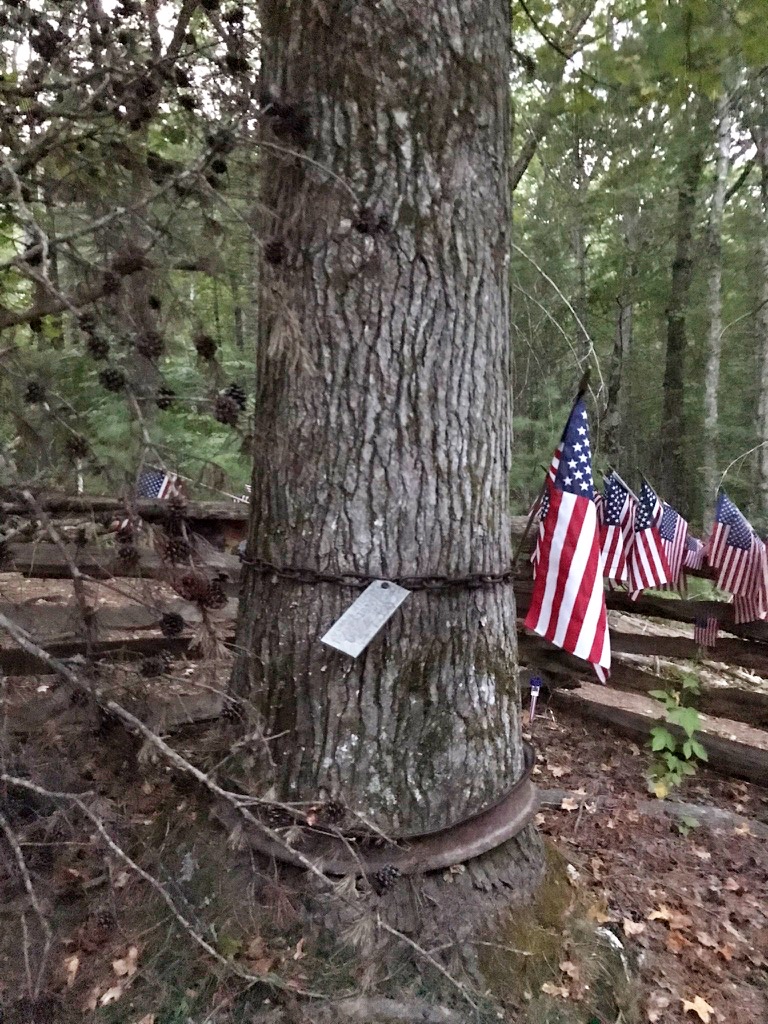 Large tree with a small memorial plaque and old tire rim at its base, surrounded by American flags tucked into a wooden rail fence in the forest