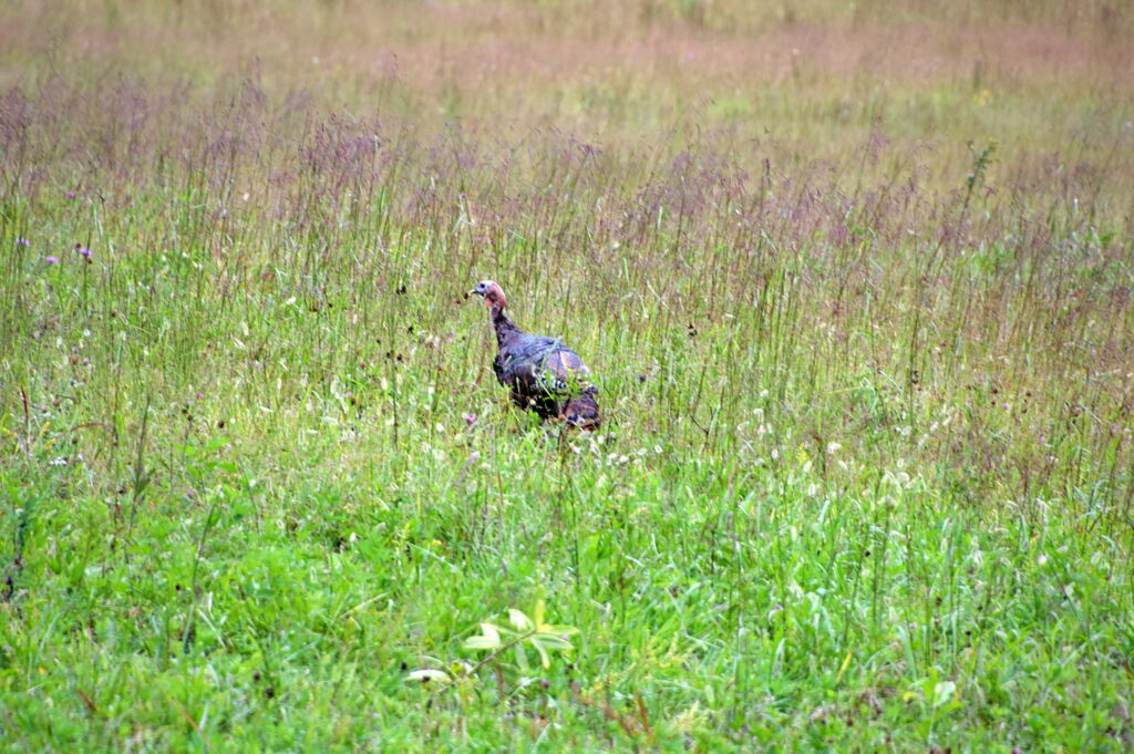 A wild turkey standing in a meadow of tall grass and wildflowers in Cades Cove