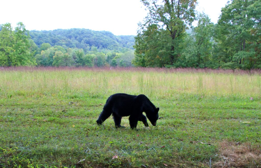 A black bear grazing in an open grassy meadow in Cades Cove, with forested mountains in the background