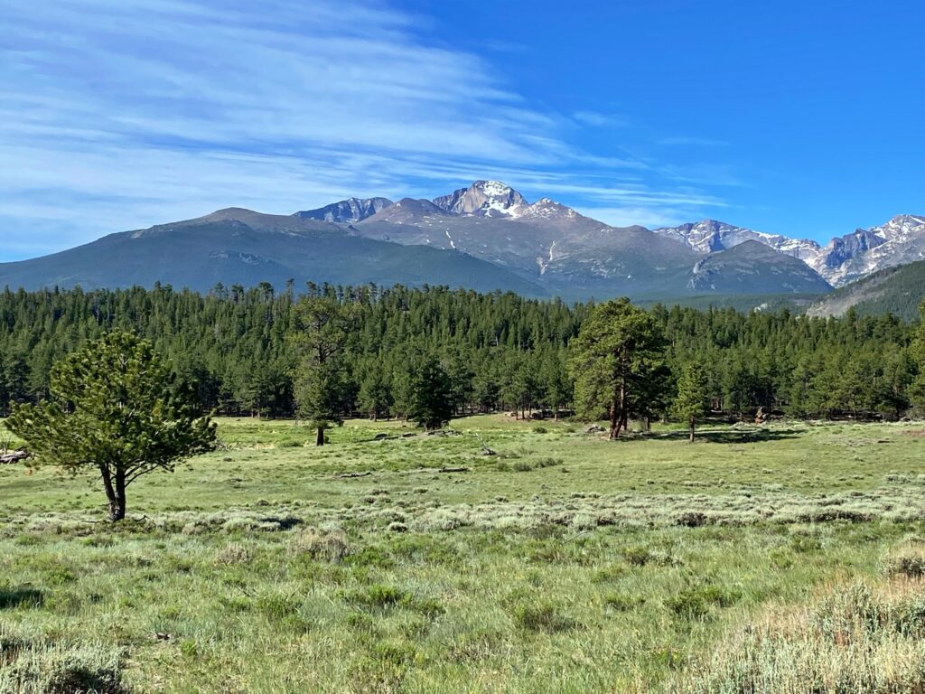 A wide grassy meadow with scattered pine trees leading toward a dense forest, with the rugged, snow-covered peak of Longs Peak rising against a blue sky in the distance