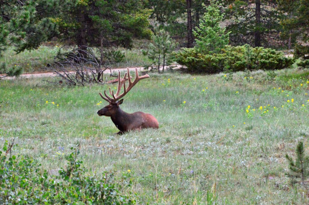 A bull elk resting in a grassy meadow near the Fall River Entrance of Rocky Mountain National Park
