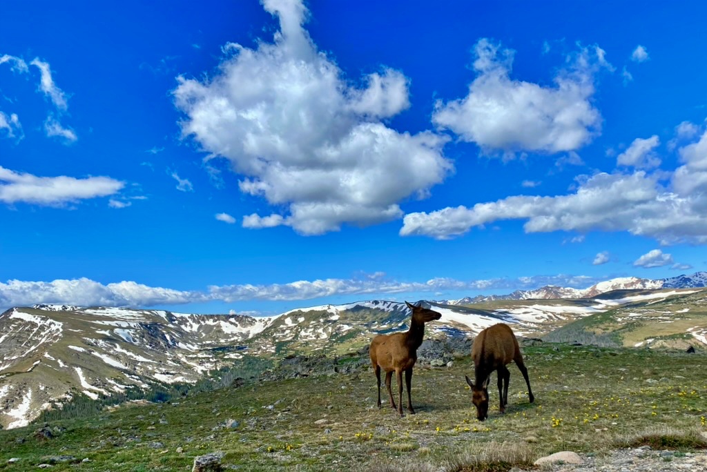 Two elk grazing on alpine tundra above treeline, with snow-capped mountain ranges and a bright blue sky with scattered clouds in the background