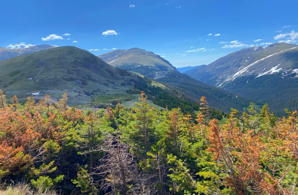 A mountain valley view from Old Fall River Road, showing green hillsides, a switchback trail visible on the left slope, forested lower elevations, and a snow-streaked peak in the distance, framed by reddish-orange conifer branches in the foreground