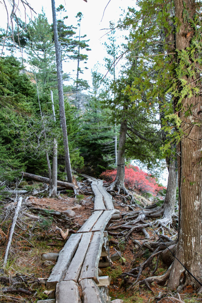 A wooden boardwalk trail through a forest with exposed tree roots and red fall foliage along the Jordan Pond Path in Acadia National Park