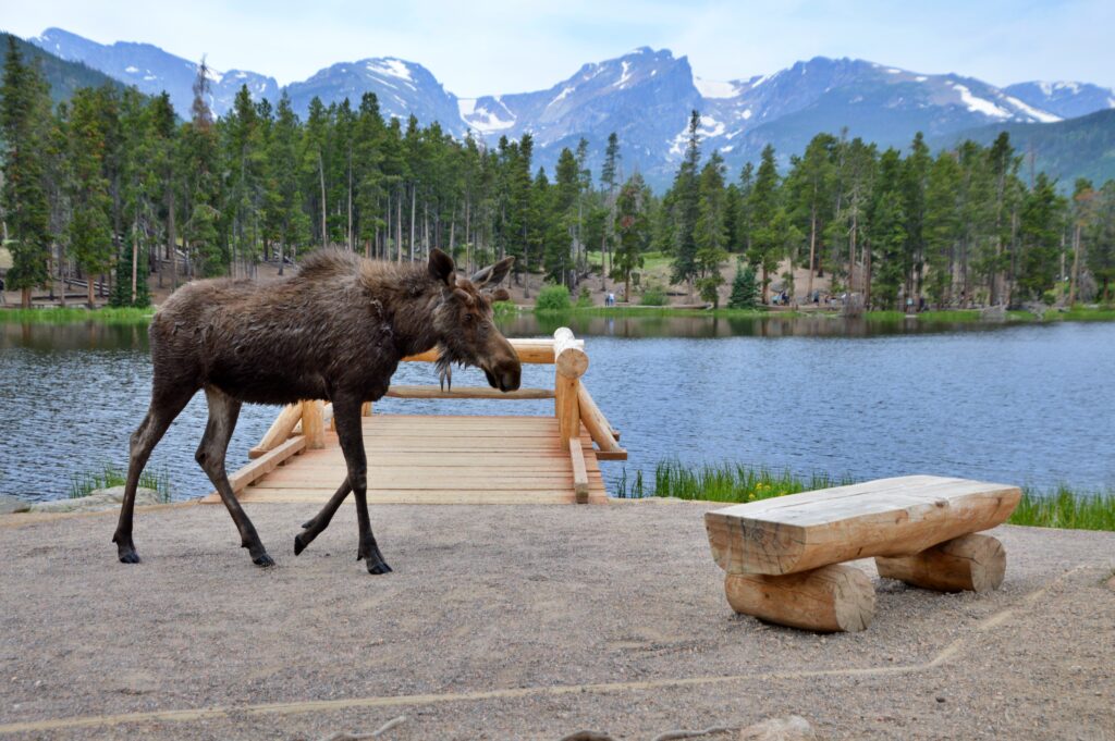 A moose walking along a wooden boardwalk beside a calm lake, with dense pine forest and snow-capped mountains in the background