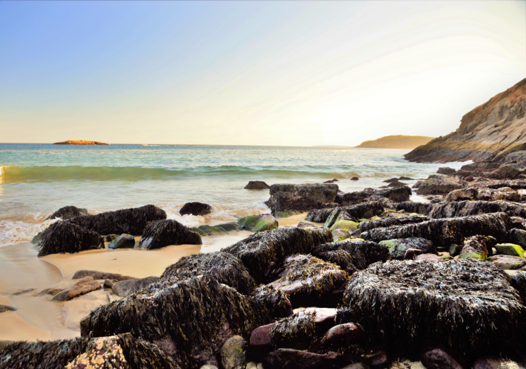 Seaweed-covered rocks along the shoreline of Sand Beach in Acadia National Park at sunset