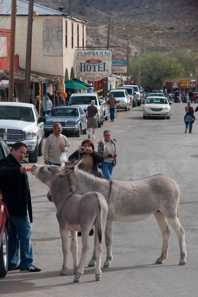 wo wild burros on Main Street in Oatman, Arizona, reaching toward a visitor offering a carrot, with the Oatman Hotel sign in the background