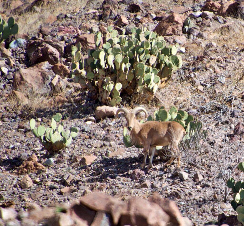 A desert bighorn sheep stands among prickly pear cactus along the Ross Maxwell Scenic Drive in Big Bend National Park