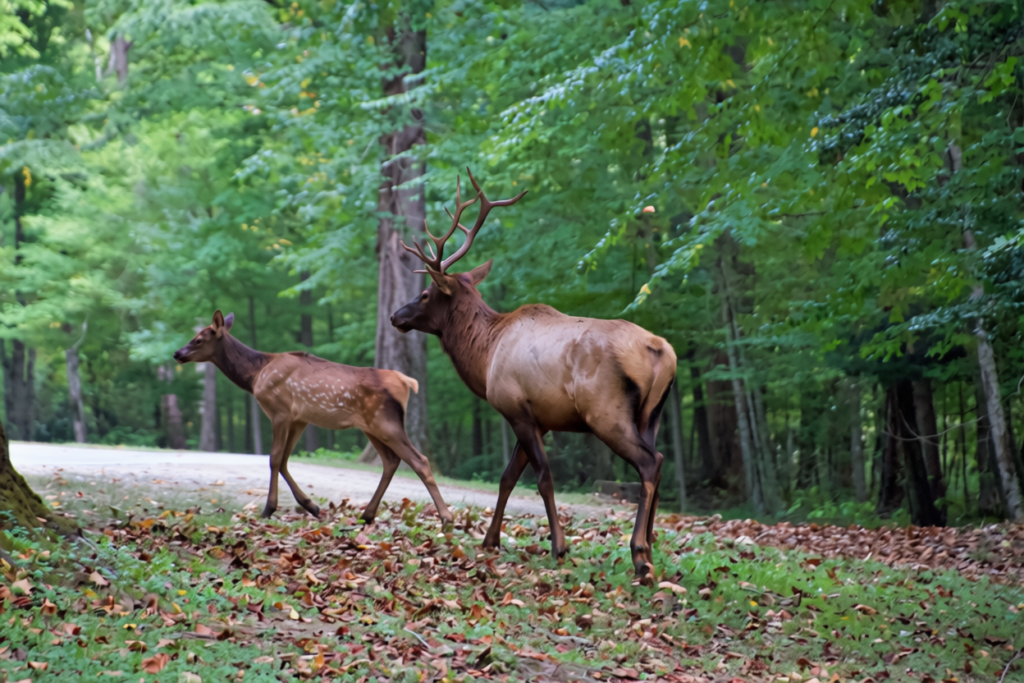 A bull elk with antlers and a spotted calf walking together across a road near the Oconaluftee Visitor Center, with dense forest in the background