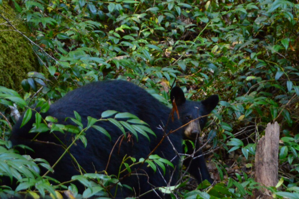 A black bear cub peering through dense green foliage along the Roaring Fork Motor Nature Trail