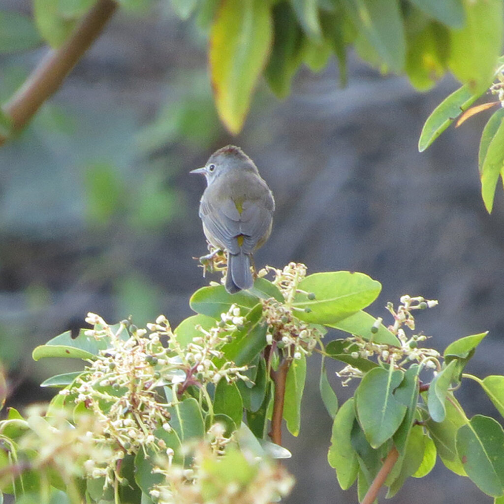 A Colima Warbler perches on a flowering branch in Big Bend National Park, one of the only places in the United States where the species can be found.