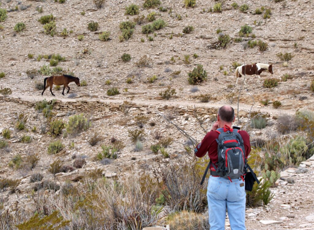 A hiker photographs two wild horses grazing along a hillside near the Hot Springs Trail in Big Bend National Park