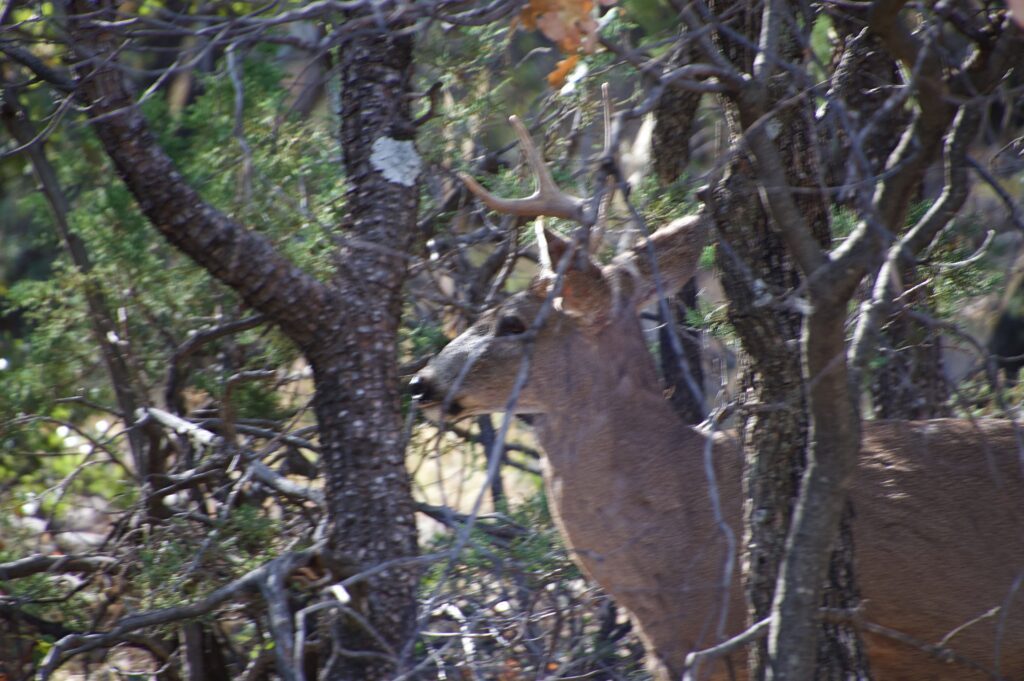 A mule deer buck partially obscured by tree branches in the Chisos Basin at Big Bend National Park