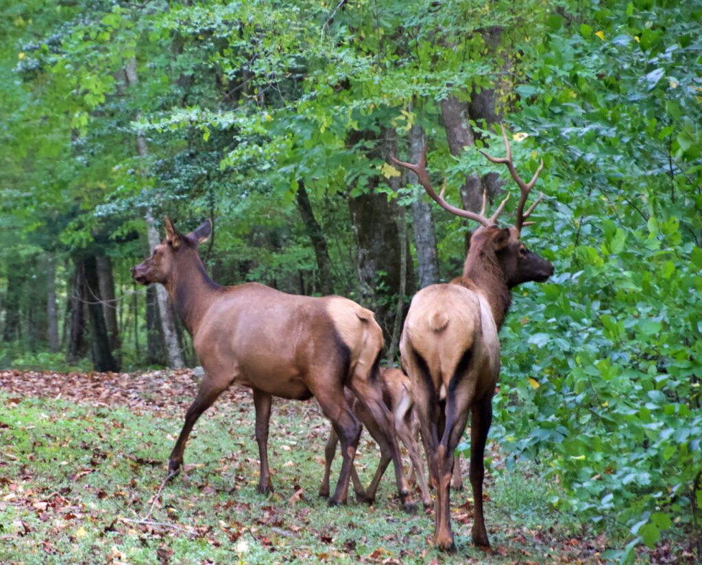 A bull elk with large antlers, a cow elk, and a nursing calf standing together in a grassy forest clearing near the Oconaluftee Visitor Center