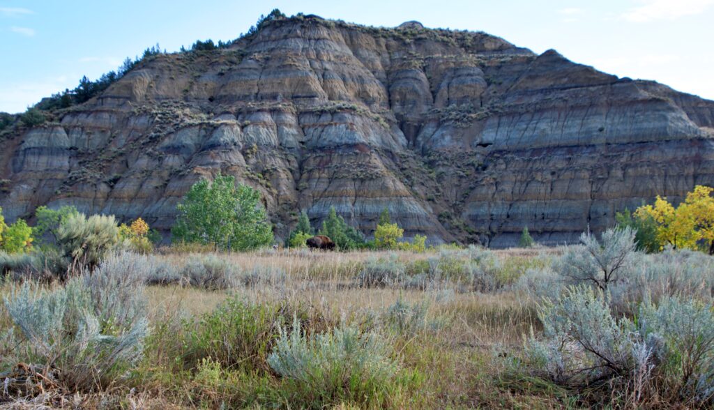 A lone bison grazing at the base of a striped badlands formation in Theodore Roosevelt National Park