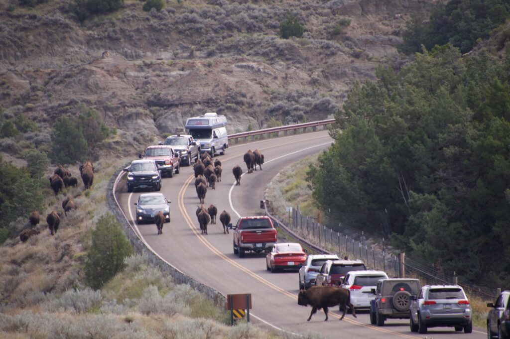 Bison herd crossing a two-lane road as cars and trucks wait in a line in Theodore Roosevelt National Park's South Unit
