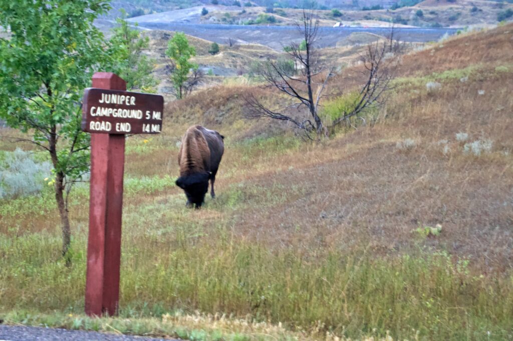 Bison grazing beside the Juniper Campground trail sign along the Scenic Drive in Theodore Roosevelt National Park's North Unit