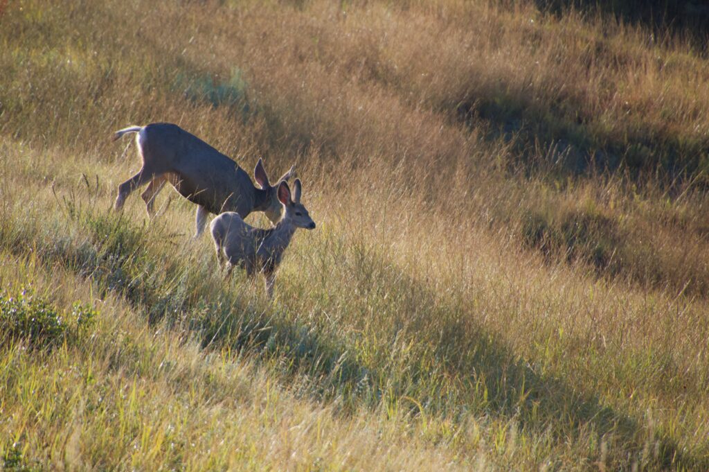Backlit mule deer doe and fawn in golden grass in Theodore Roosevelt National Park's North Unit