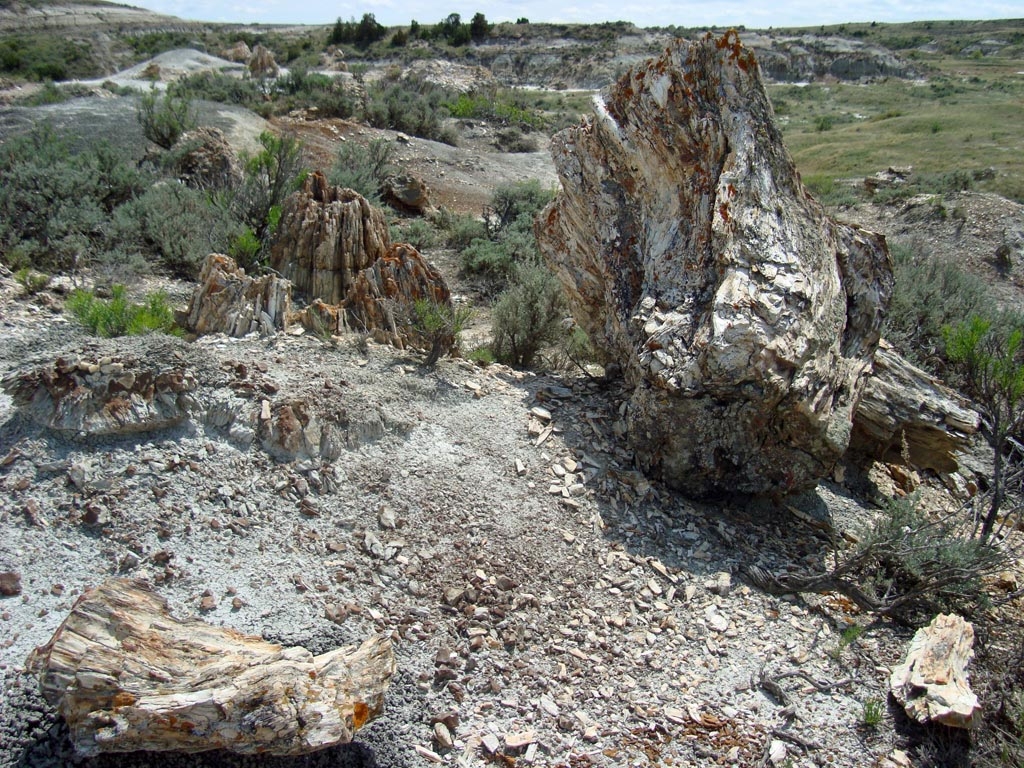 Petrified wood log at the Petrified Forest in Theodore Roosevelt National Park's South Unit