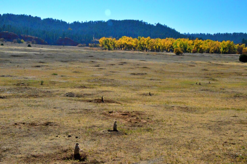 Prairie dogs standing at burrow entrances in a grassy field with golden fall foliage near Devils Tower