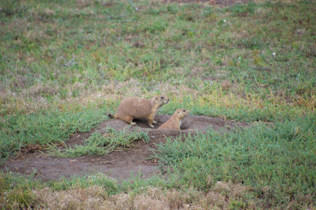 Two black-tailed prairie dogs at their burrow entrance in Theodore Roosevelt National Park's South Unit