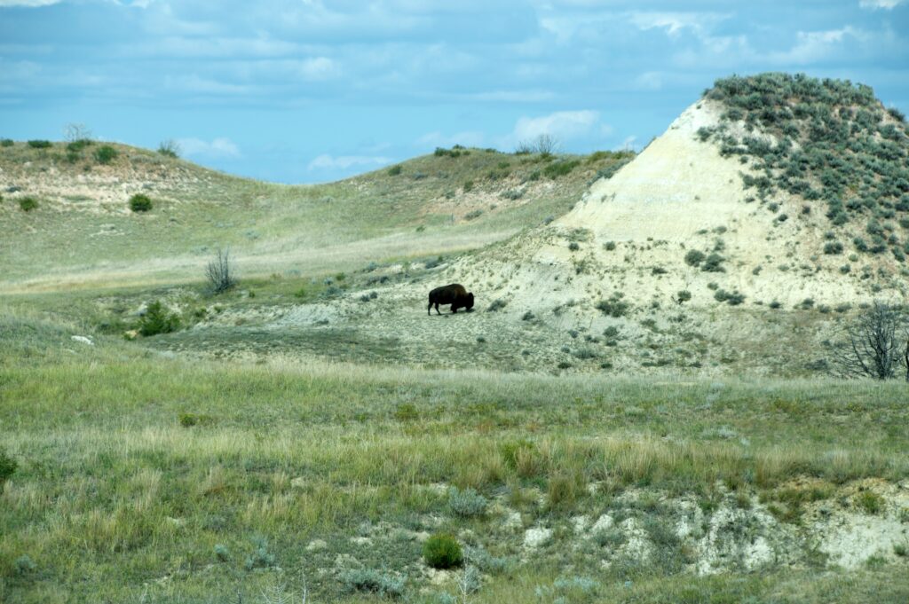 A lone bison grazing among pale badlands hills in Theodore Roosevelt National Park's South Unit