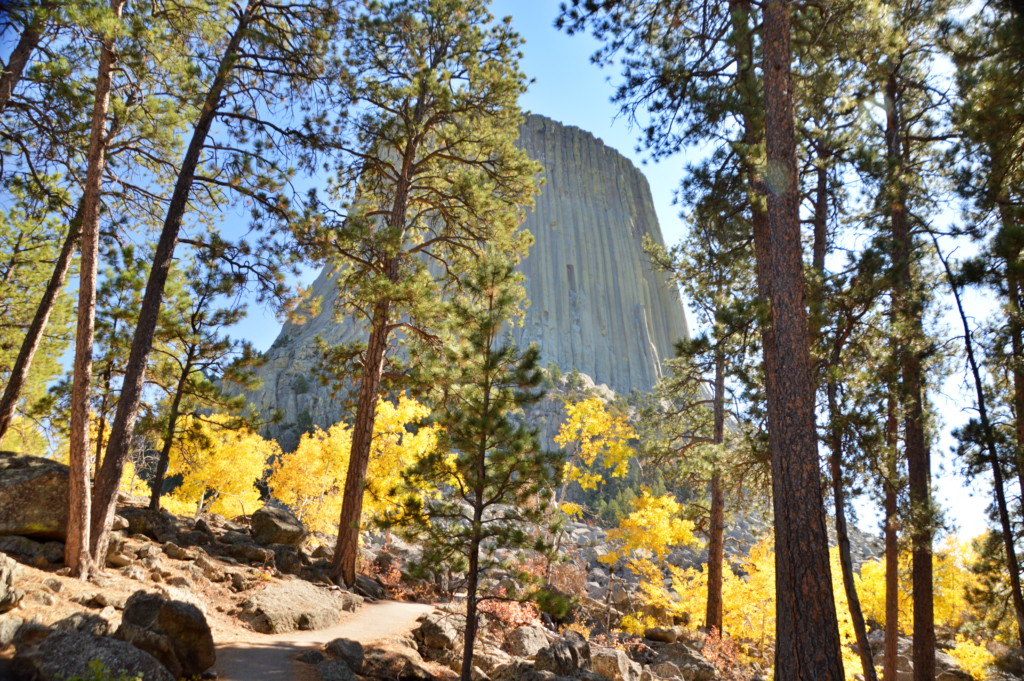 The Tower Trail winding through pine trees and golden aspens with Devils Tower rising in the background