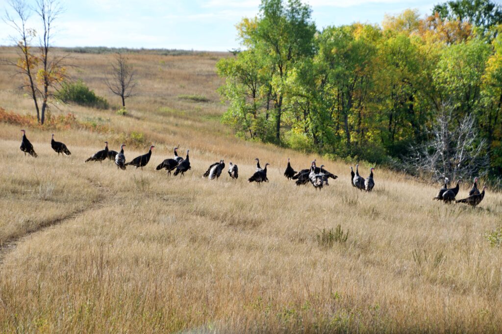 A flock of wild turkeys crossing a grassy hillside near a tree line in Theodore Roosevelt National Park's North Unit