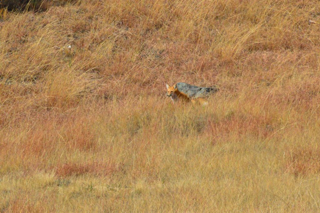 A red fox moving through tall grass near a prairie dog colony at Devils Tower National Monument