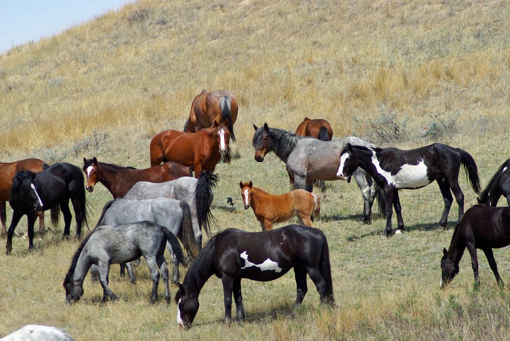 Wild horses grazing in the badlands of Theodore Roosevelt National Park's South Unit